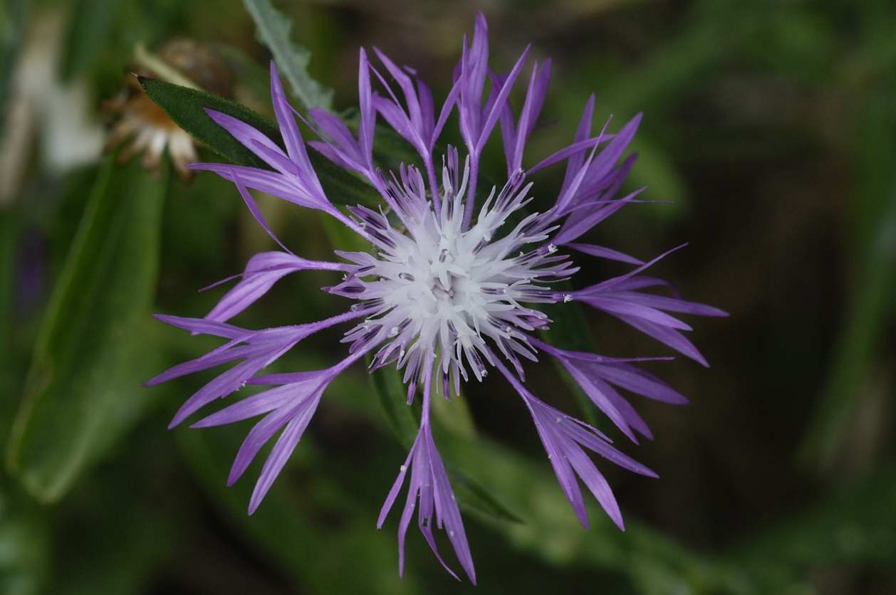 Centaurea sphaerocephala